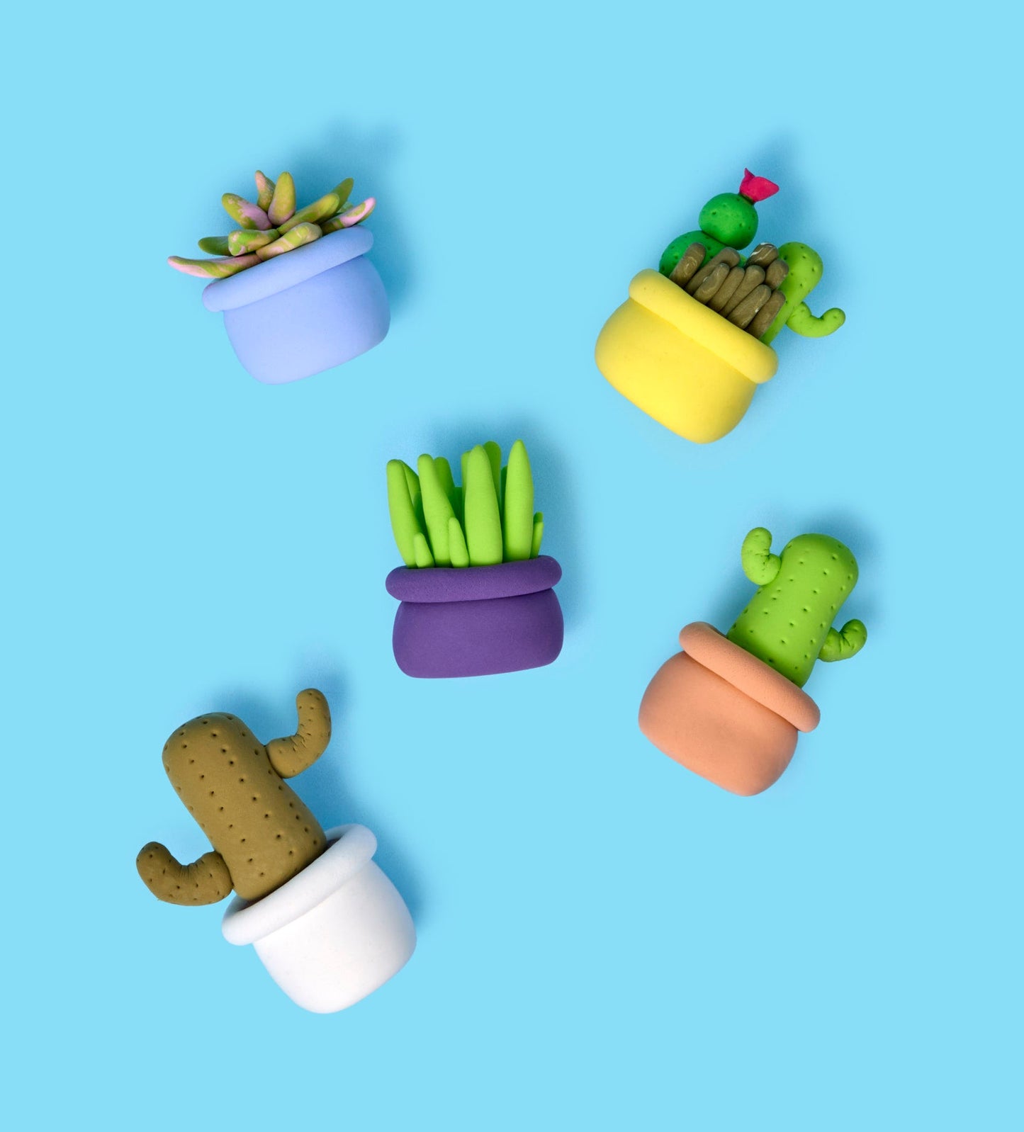 Buds & Blooms: Succulents